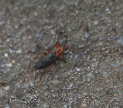 Atalantycha bilineata