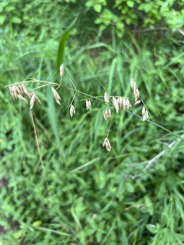 Melica nitens observed 2026-06-25