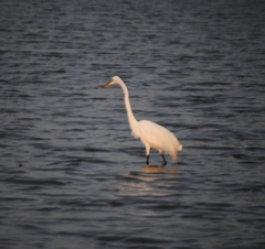 Ardea alba