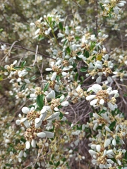 Spyridium spathulatum