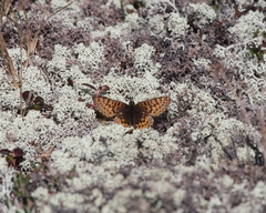 Boloria freija