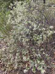 Spyridium spathulatum