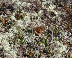 Boloria freija