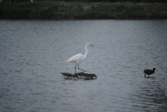 Ardea alba
