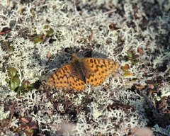Boloria freija