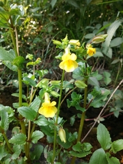 Erythranthe glabrata