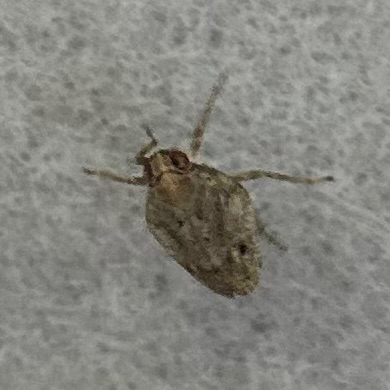 Issus coleoptratus