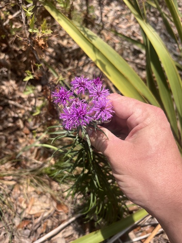 Vernonia lindheimeri, photograph 5