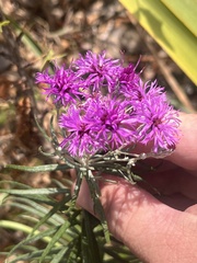 Vernonia lindheimeri, photograph (c) Cody Stricker, some rights reserved (CC BY)