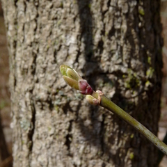 Acer negundo