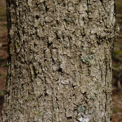 Acer negundo