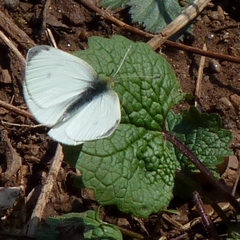 Pieris rapae