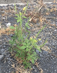 Cleome viscosa image