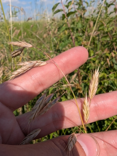 Bromus commutatus, photograph 3