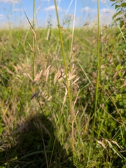 (c) Paul F, some rights reserved (CC BY) Bromus commutatus, photograph (c) Paul F, some rights reserved (CC BY)