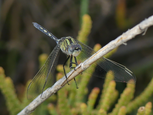 Long Skimmer
