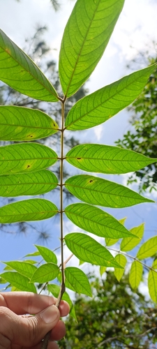 Inga cocleensis