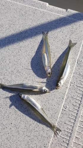 Rough silverside (Membras martinica) — Atherinopsidae