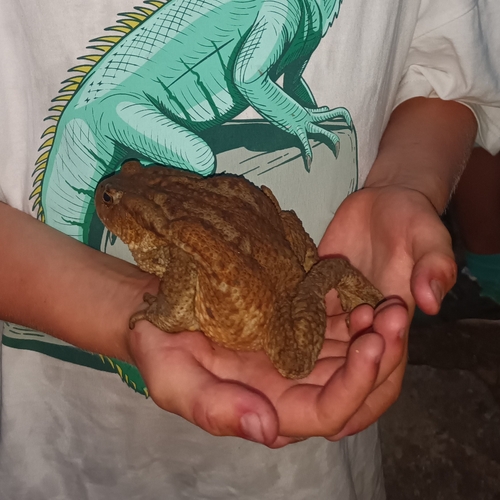 Caucasian Toad, XC24+MQ9, Нуниси, Грузия, photo 10 of 10