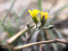 Physaria arenosa