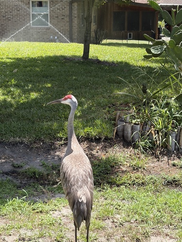 Sandhill Crane
