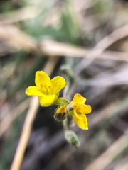 Physaria arenosa