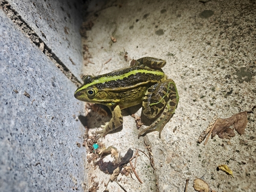 Black-spotted Frog