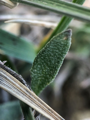 Physaria arenosa