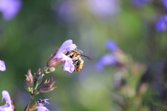 Anthidium manicatum