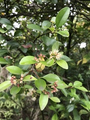 Syzygium elliptifolium