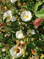 Cistus