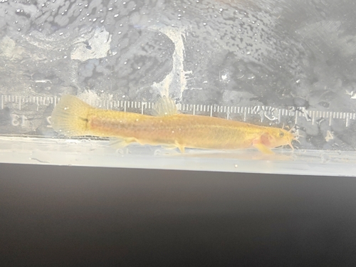 Lefua costata
