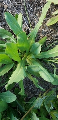 Asteraceae