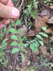 Tephrosia lindheimeri