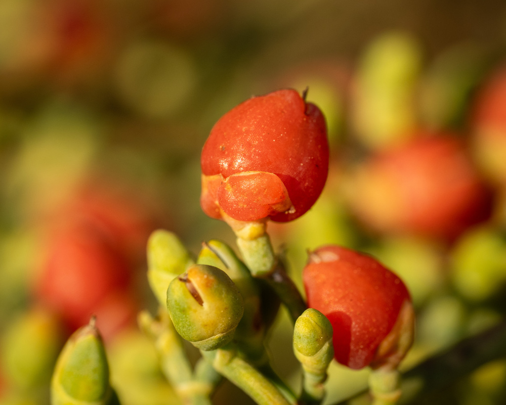 Ephedra aphylla