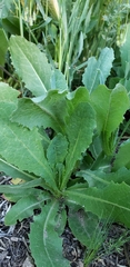 Asteraceae