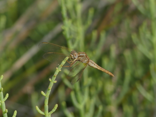 Broad Scarlet