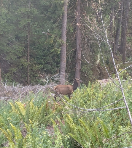 Roosevelt Elk