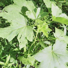 Abelmoschus esculentus