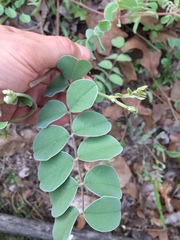 Tephrosia lindheimeri