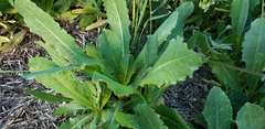 Asteraceae