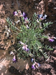 Astragalus desperatus