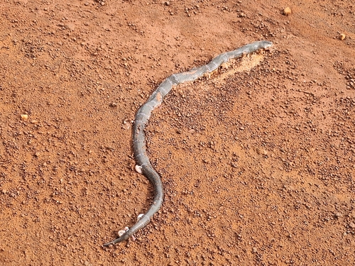Angolan Garter Snake