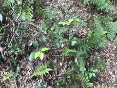 Cinnamomum yabunikkei