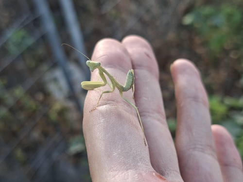 Giant African Mantis
