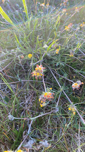 Common Kidney-Vetch