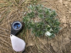 Astragalus gilviflorus