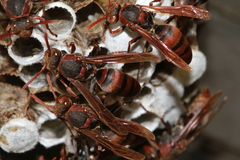 Polistes huisunensis