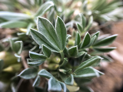 Astragalus gilviflorus