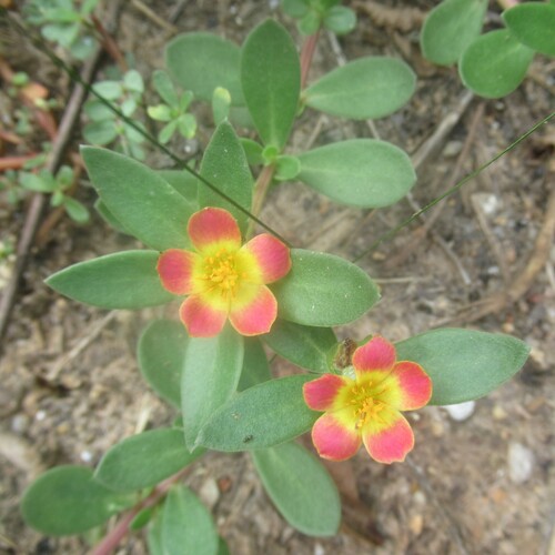 Wingpod purslane (Portulaca umbraticola)